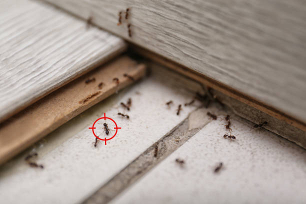 Best Pest Prevention Services  in Brickerville, PA